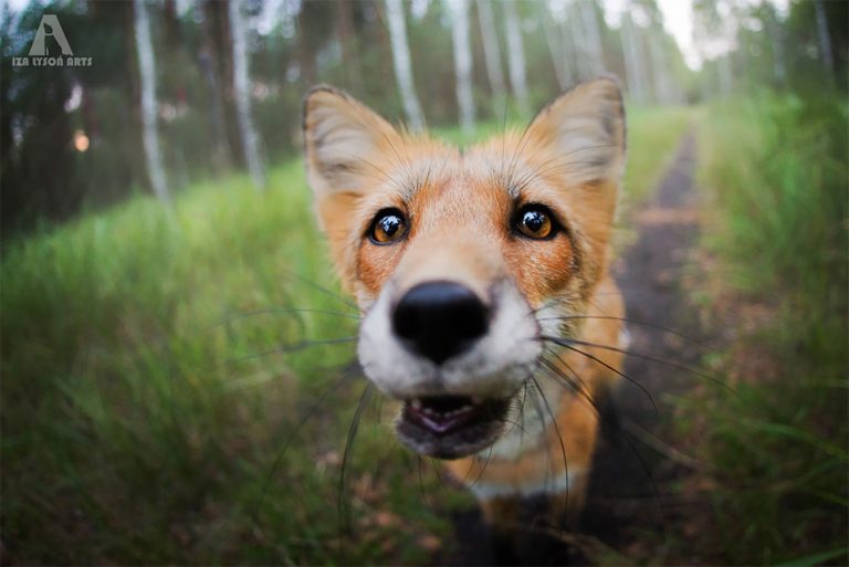 Curious Fox Strikes Up Unlikely Friendship With Polish Photographer ...