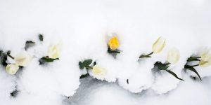 Beautiful Photos Of The Thousands Of Tulips Got Under Snow On The Biggest Tulip Farm In Moldova