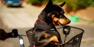 Hilarious Entries For The First Ever Comedy Pet Photography Awards 2017