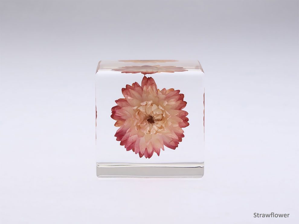 New Objects of Nature Preserved in Acrylic Cubes