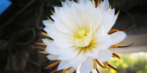 The Queen Of The Night, A Very Special Kind Of Orchid Cactus, Blooms Again At The St. Petersburg Botanical Garden