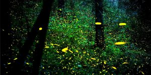 Stunning Photos Of The Millions Of Fireflies Flutter In Mexican Forest
