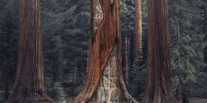 Skyscraper Competition Proposal Involves Erecting Towers Within World's Largest Trees