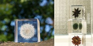 The Real Objects Of Nature Preserved In Acrylic Cubes