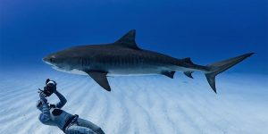 Daredevil Photographer Recreates Iconic Jaws Movie Poster