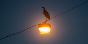 The Urban Herons Of Amsterdam