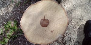 Apple Logo Found In Birch Tree By Russian Lumberjacks