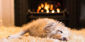Dog Photographer Of The Year 2017 Winners