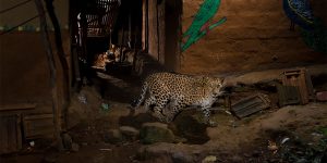 The Alley Cats: Photographer Nayan Khanolkar Captures Leopards In The Middle Of Mumbai