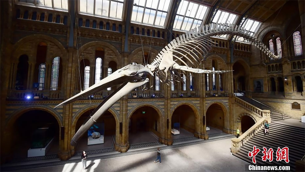 Rare Blue Whale Skeleton Unveiled At UK’s Natural History Museum