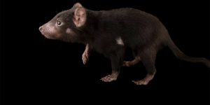Australian Native Wildlife: The National Geographic Photographer Creates A Photo Archive Of Biodiversity Around The World.