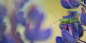 International Garden Photographer Of The Year Macro Art Winners