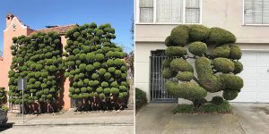 The Surreal Trees Of San Francisco Shot By Kelsey McClellan
