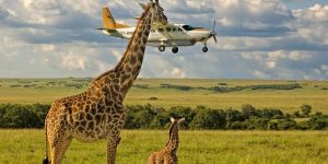 Recent Entries For The Comedy Wildlife Photography Awards 2017