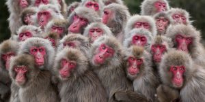 BigPicture Wildlife Images Competition 2017 Winners