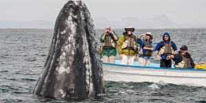 These Grey Whale Calves Love Posing For Their Close Ups As They Go Oh-So Close To Tourists