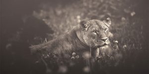 African Souls: The Amazing Photographs Of Animals By Manuela Kulpa
