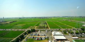 Japan Marks 10th Anniversary Of Rice Field Art