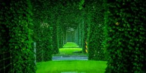 Lush Boston Ivy Transforms Flyover Into Green Corridor