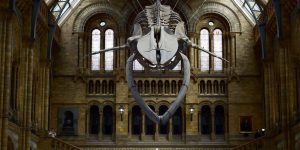 Rare Blue Whale Skeleton Unveiled At UK’s Natural History Museum