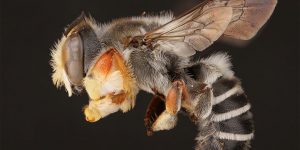 Bees Under The Macro Lens