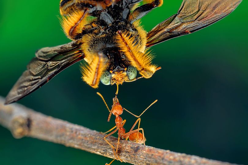 Пчела арк. Огромная пчела. Гигантская пчела. Пчела МУТАНТ. Осы трудяги.