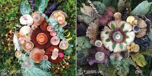 The Magical Beauty Of Mushrooms Captured By Jill Bliss