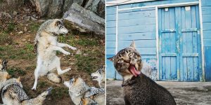 Striking Animal Pictures Selected As Finalists Of 2017 Comedy Pet Photography Awards