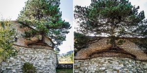 A 100+ Year Old Tree Growing Inside A Church In Greece