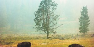Montana Photographer Miles Glynn's Shots Of Buffalo, Wild Horses, And Sweeping Canyons Look Lifted From An Old Western Film