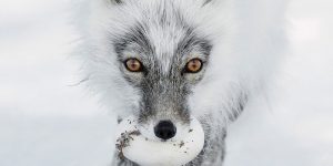 Wildlife Photographer Of The Year 2017 Finalists