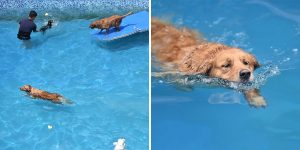 Man Builds 2,000 Square Meters Swimming Pool For Dogs