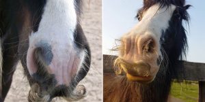 If You Ever Feel Sad, Just Remember That Horses Can Grow Mustaches