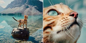 Meet Suki, The Adventure Wondercat Who Became An Instagram Star