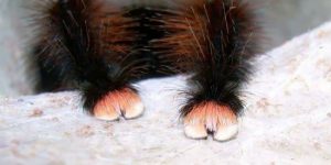 These Tarantulas’ Spide Paws Are So Cute, They Will Make You Squeal