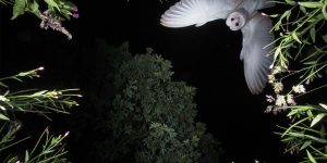 Beautiful Photos From The Bird Photographer Of The Year 2017 Contest
