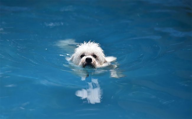 Man Builds 2,000 Square Meters Swimming Pool For Dogs » Design You 