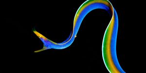 Spectacular Winners Of The US Nature’s Best Photography Contest 2017