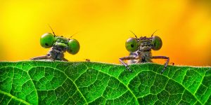Winning Photos Of The 2017 UK Royal Society Of Biology Photographer Of The Year