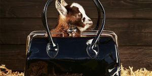 Photographer David Yeo Places Naturally Small Species Alongside Animals That Have Been Selectively Bred To Be Tiny And Cute