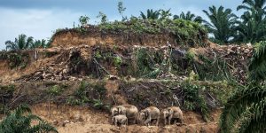 Amazing Award-Winning Photos Of The Wildlife Photographer Of The Year 2017 Contest