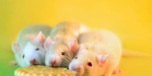 Fancy Rats:  A Collection Of Domestic Rats Portraits By Diane Ozdamar