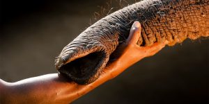 Photographers Against Wildlife Crime