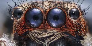 Nikon Small World Competition 2017 Winners