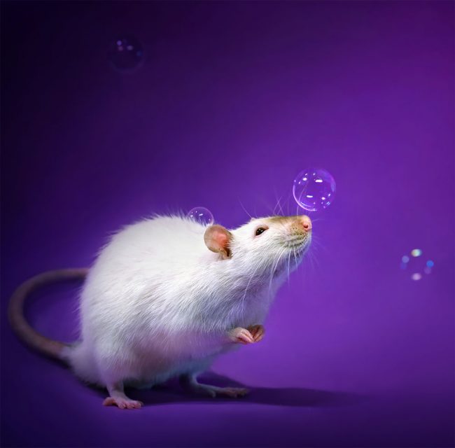 Fancy Rats Portrait “Fancy Rats”: A Collection Of Domestic Rats Portraits By Diane Ozdamar ...