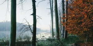 Autumn At The Lake: These Stunning Photos Will Remind You Of Wonderland
