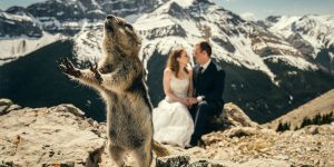 Hilarious Snaps Of The Unfortunate Brides Upstaged By Animals On Their Wedding