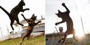 Cats Are Ninjas, And This Japanese Photographer Proves It