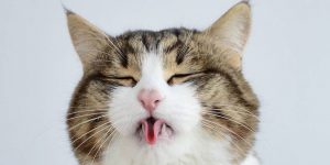 Meet Rexie, The Cat-King Of Bleps And Tongue Tricks