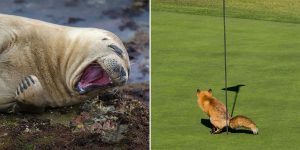 Stunning Finalists Of The Comedy Wildlife Photography Awards 2017